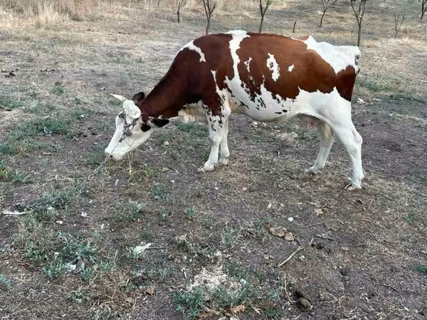 Cow, Cattle — Moldova