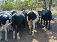 Toro, Ganado vacuno — foto 4