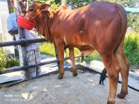Bull, Cattle — photo 1