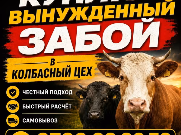 Bou, Bovine