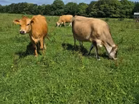 Vache, Race Jersey — photo 2