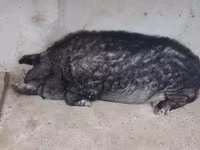 Vind jumate din porcină de mangalița — 照片 2