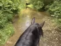 Jument, Przewalski's horse — photo 4