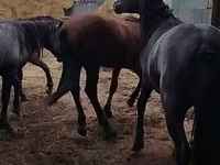 Cal, Horse breed — foto 6