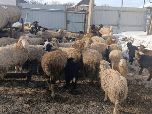 Oveja, Romanov sheep