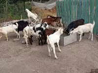 Țap, Pomellata goat — foto 4