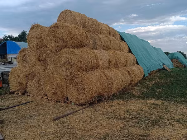Продаем солому.