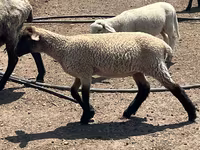 Qoç, Hampshire sheep — foto 3