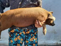 Кабан, Мангалица — сүрөт 5