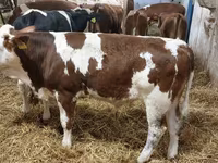 Taureau, Simmental cattle — photo 2