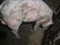 Boar, Ландрас — photo 2