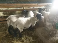 Oaie, Baerchuke sheep — foto 1