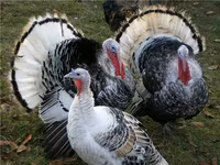 Turkeys — الصورة 2