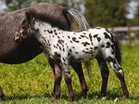 Madyan, American shetland pony — foto 7