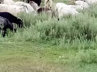 Goat, Goats — photo 1