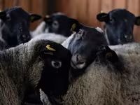 Ram, Edilbay sheep — photo 7