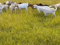 Goat, Goats — photo 2