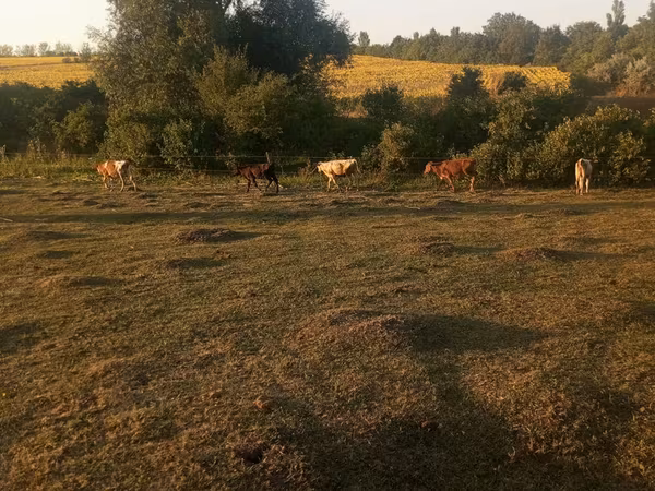 Cow, Cattle