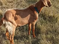 تيس, Alpine goat — الصورة 1