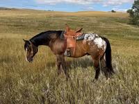 Cal, Horses of Sable Island — foto 3