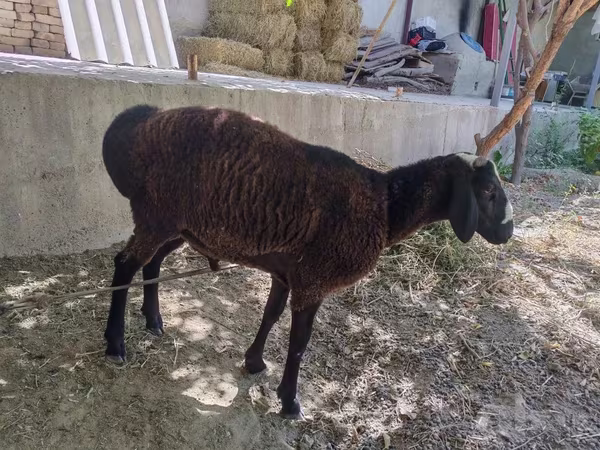Bélier, Moutons