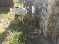 عنزة, الماعز — الصورة 1