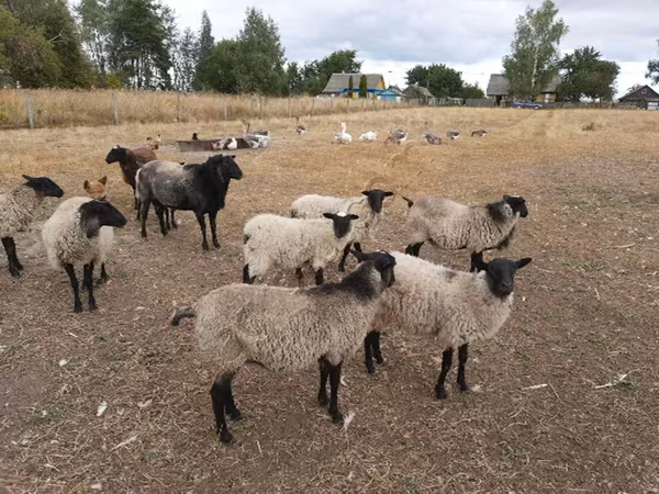 Oveja, Romanov sheep