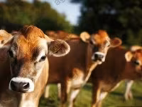 Vacă, Vaca kazahă cu cap alb — foto 7