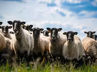 Qoç, Hissar sheep — foto 1