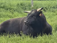 Vacă, Wagyu — foto 4