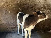 Bou, Bovine — foto 2