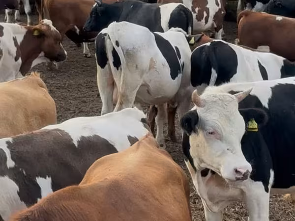 Bou, Bovine