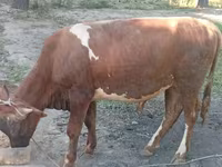 公牛, Cattle — 照片 8