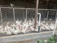 Leghorn — 6-rasm