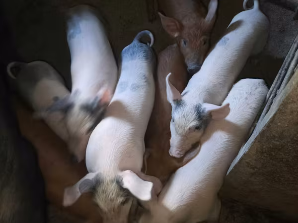 公猪, Pigs — 摩尔多瓦