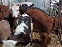 母牛, Limousin cow — 照片 6