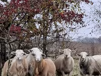 Berbec, Katum sheep — foto 7