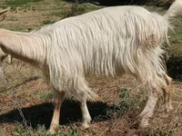 Cabra, Cabras — foto 3