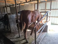 Hengst, Thoroughbred horse — Foto 7