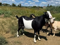 Keçi, LaMancha goats — foto 5