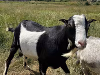 Keçi, LaMancha goats — foto 3