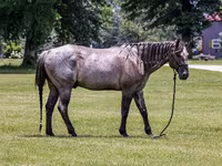 At, Quarter Horse — foto 3