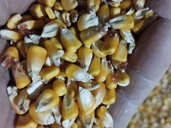 Продаю КУКУРУЗУ . Сухая влага 10% . есть 100 тонн. 20 сом окончательно