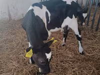Vacă, Rasa Holstein — foto 4