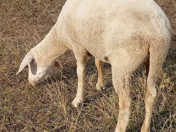 Oaie, Merino sheep