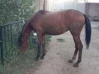 Yegua, Anglo-Arabian — foto 6