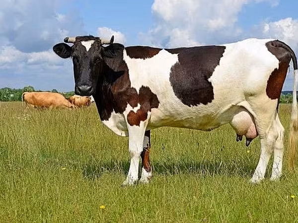 母牛, Holstein breed — 摩尔多瓦