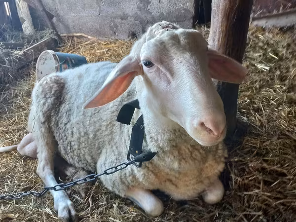 公羊, Awassi sheep