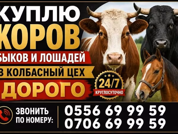 Vacă, Bovine