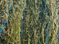 Baloți de lucernă — 1-rasm